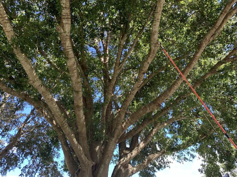 Looking up into a mature oak canopy on an owner-walked property.