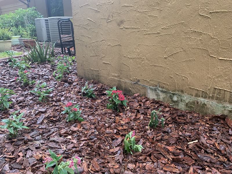 Hardwood mulch refresh with tight bed lines.