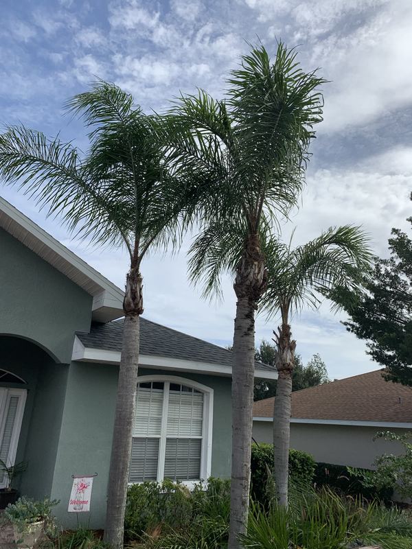 Palm trio with foundation refresh.
